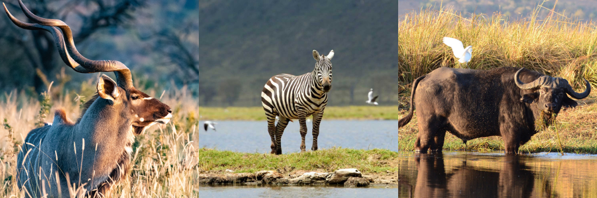 Muvhimi Safaris