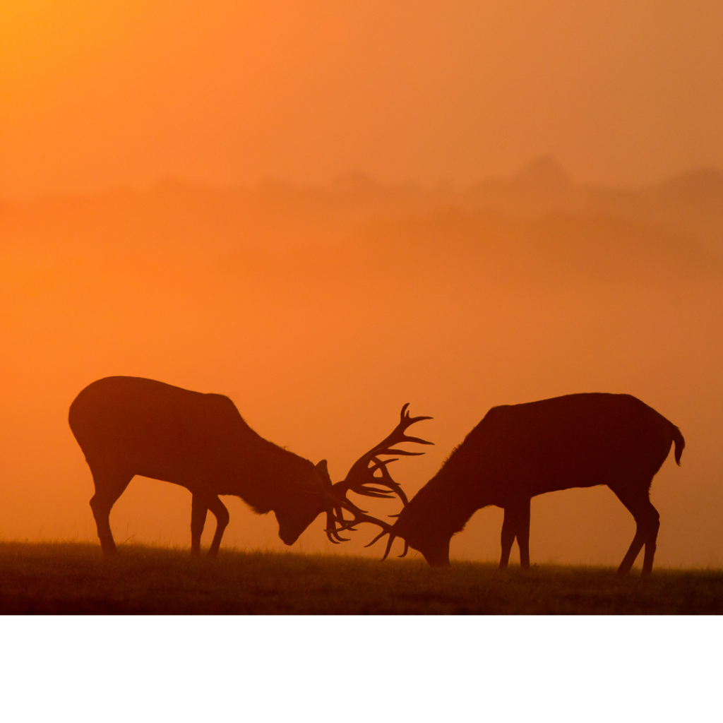 Utah Hunting Season 2024: Adventure, Safety, and Sustainability